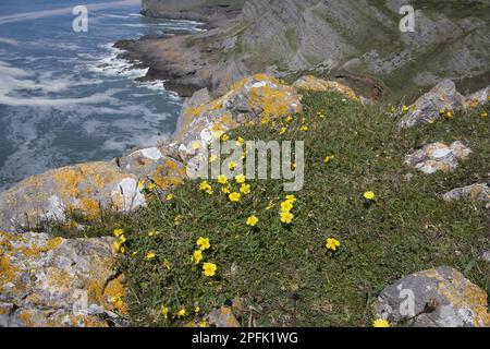 Rosenblüte (Helianthemum nummularium), Rote Kammerklippen, Thurba Head, Gower-Halbinsel, Glamorgan, Wales, Vereinigtes Königreich Stockfoto