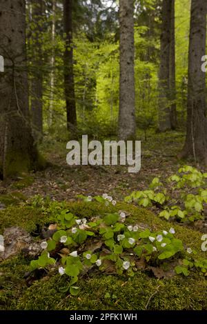 Blühender gemeiner Holzsorrel (Oxalis acetosella), der in einem Laubwaldlebensraum in Bulgarien wächst Stockfoto