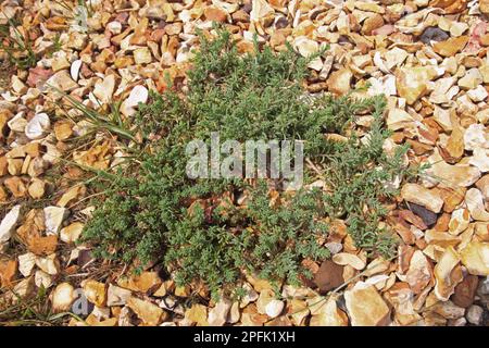 Shrubby Sea-Blite (Suaeda Vera) Blätter, die auf Kieselstrand wachsen, Poole Harbour, Dorset, England, Vereinigtes Königreich Stockfoto