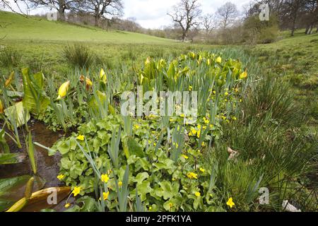 Gelber Stinkkohl (Lysichiton americanum) als eingebürgerte Art eingeführt, mit blühender Marsholz (Caltha palustris) Stockfoto