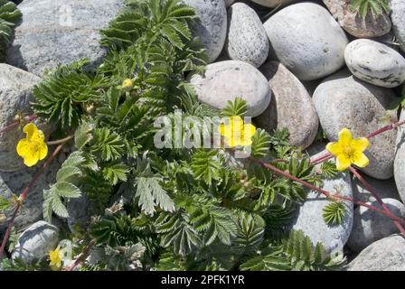 Blühendes Silberkraut (Potentilla anserina), das am Kiesstrand angebaut wird, North Uist, Äußere Hebriden, Schottland, Vereinigtes Königreich Stockfoto