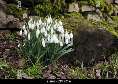 Schneeglöckchen (Galanthus nivalis) blühen, wachsen neben moosbedeckter Trockenwand, Hardraw, Wensleydale, Yorkshire Dales N. P. North Yorkshire Stockfoto