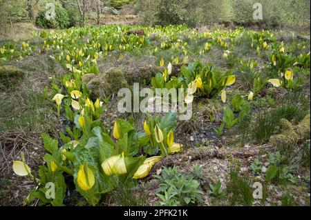 Lysichitum-Stinkkohl (Lysichiton americanus), stinkender willie, Gelber Stinkkohl, stinkender Kohl, Arum-Familie, Gelber Stinkkohl Stockfoto