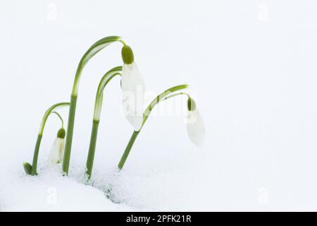 Gemeiner Schneefall (Galanthus nivalis), Schneefall, Lilienfamilie, Schneeflocken blühen, durch Schnee auftauchen, Essex, England, Vereinigtes Königreich Stockfoto