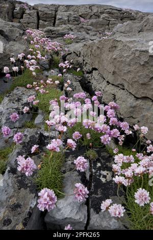 Strandkarnation, Seegang (Armeria maritima), Strandkarnation, dünne Blüte, Lebensraum auf Kalksteinpflaster an der Küste, Burren, County Clare Stockfoto