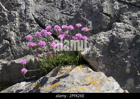 Strandkarnation, Seegang (Armeria maritima), Strandkarnation, dünne Blüte, aus Rissen in Kalkstein wächst, Pembrokeshire, Wales Stockfoto