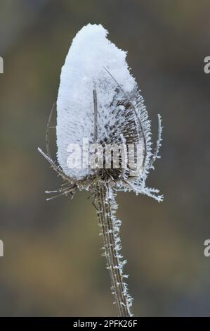 Gemeiner Wildtee (Dipsacus fullonum) Nahaufnahme des mit Schnee bedeckten Saatkopfes, Kent, England, Vereinigtes Königreich Stockfoto