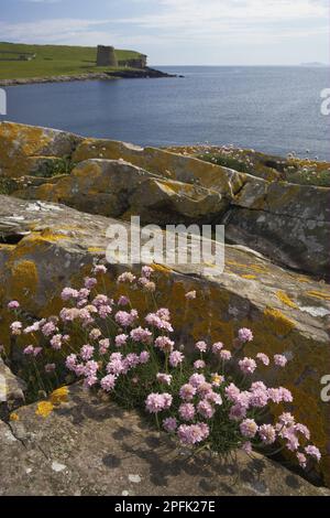 Strandkarnation, Seegang (Armeria maritima), Strandkarnation, dünne Blüte, inmitten von Felsen im Küstenlebensraum, Eisenzeit Broch in der Ferne Stockfoto