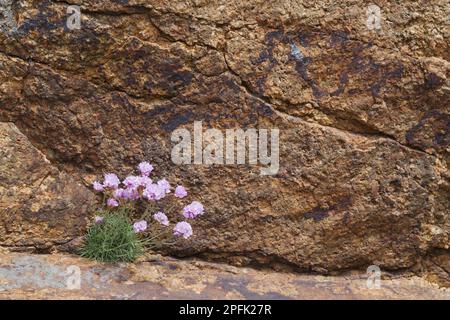 Strandkarnation, Seegang (Armeria maritima), Strandkarnation, dünne Blüte, wächst auf felsigem Felsvorsprung, Jersey, Kanalinseln Stockfoto