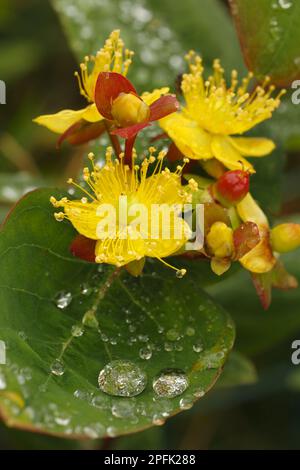 Süßes Bernstein (Hypericum androsaemum), St. Johanniskraut-Familie, Tutsan-Nahaufnahme von Blumen und Blättern nach Regen, Powys, Wales, Vereinigtes Königreich Stockfoto