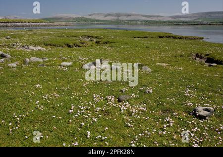 Strandkarnation, Seegang (Armeria maritima), Strandkarnation, dünne Blüte, in Küstenstraße und Salzwasser, Rine Sand und Kiesel Spucke Stockfoto