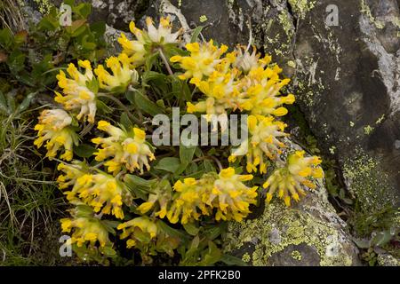 Niere-Wiege (Anthyllis Vulnerability aria ssp. Carpatica) alpine Form, blühend, Schweizer Alpen, Schweiz Stockfoto