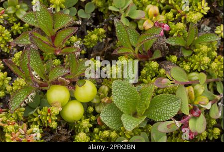 Alpine Bearberry (Arctostaphylos alpina) in Früchten, auf Tundra, Neufundland, Kanada Stockfoto