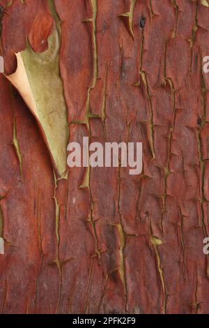 Pazifische Madrone (Arbutus menziesii) aus der Nähe von Rinde, Mayne Island, Straße von Georgien, Golfinseln, British Columbia, Kanada Stockfoto