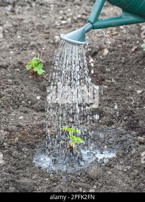 Junge Erdbeerpflanzen (Fragaria sp.), getränkt mit Kunststoff-Gießkanne, Lancashire, England, Vereinigtes Königreich Stockfoto