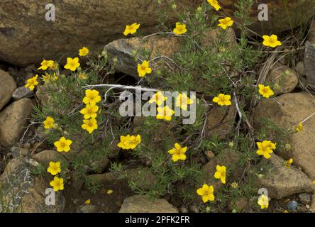 Sträucher Cinquefoil (Potentilla fruticosa) blühend, wächst auf Serpentin, Tablelands, Gros-Morne N. P. Neufundland, Kanada Stockfoto