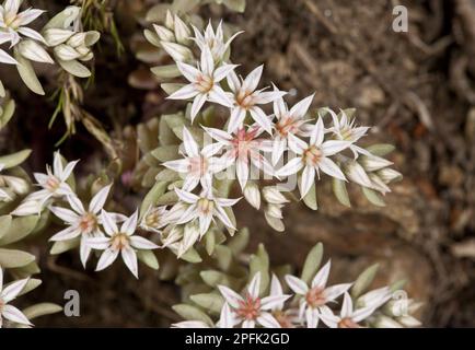 Spanischer Stonekrop (Sedum hispanicum) Nahaufnahme der Blumen, Bulgarien Stockfoto