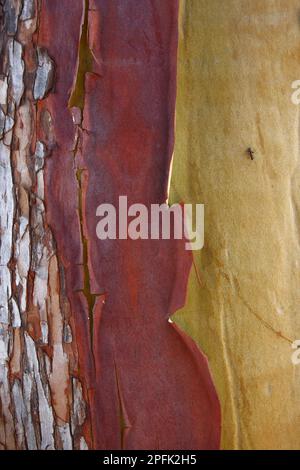 Pazifische Madrone (Arbutus menziesii) Nahaufnahme der Rinde mit Ameise, Mayne Island, Straße von Georgien, Golfinseln, British Columbia, Kanada Stockfoto