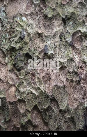 Pekea-Nuss (Caryocar nuciferum) Nahaufnahme von Rinde, Iwokrama-Regenwald, Guyana Shield, Guyana Stockfoto