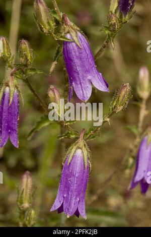 Sibirische Bellblume Nahaufnahme von Rumänien, Steppenglockenblume (Campanula sibirica), Sibirische Bellblume Nahaufnahme von Rumänien Stockfoto