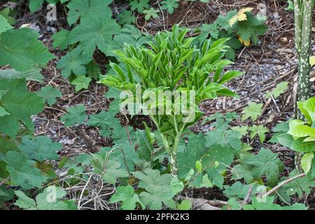 Blättern von Elefantenjam (Amorphophallus paeoniifolius), Palawan, Philippinen Stockfoto