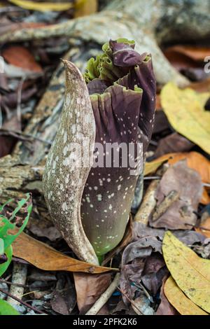 Yam (Amorphophallus paeoniifolius), der aus dem Boden aufsteigt, Palawan, Philippinen Stockfoto