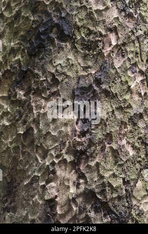 Pekea-Nuss (Caryocar nuciferum) Nahaufnahme von Rinde, Iwokrama-Regenwald, Guyana Shield, Guyana Stockfoto