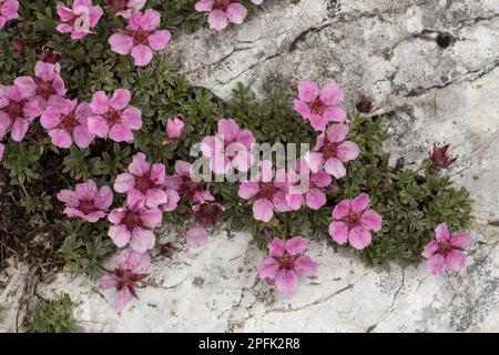 Blume des hellen Dolomit-Cinquefoil (Potentilla nitida), Dolomiten, italienische Alpen, Italien Stockfoto