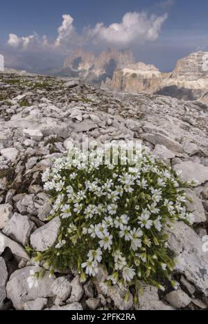 Gletschermaus-Ohr (Cerastium uniflorum), Gletschermaus-Ohr-Blüte, wächst in großer Höhe auf dolomitischem Fels (bei 2700m m), Dolomiten, italienischen Alpen Stockfoto