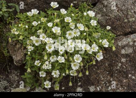 Gletschermaus-Ohr (Cerastium uniflorum), Nelkenfamilie, Gletschermaus-Ohr blüht, wächst auf sauren Gesteinen in großer Höhe, italienische Alpen, Italien Stockfoto