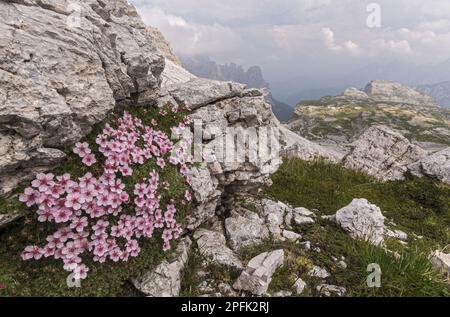 Blühendes, helles Dolomit-Cinquefoil (Potentilla nitida), das auf Felsen in den Bergen wächst, Dolomiten, italienische Alpen, Italien Stockfoto