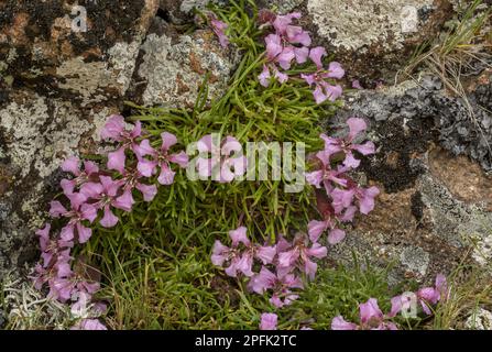 Dwarf Soapwort (Saponaria pumilio) blüht, wächst auf saurem Porphyrit, Italienische Alpen, Italien Stockfoto