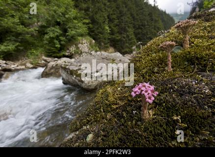 Blühende kaukasische Steinekrose (Sedum pilosum), wächst auf Felsen am Flussufer, Pontic Mountains, Anatolien, Türkei Stockfoto