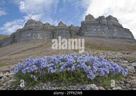 Boreal Jacob's Ladder (Polemonium boreale) blüht, wächst auf dem Lebensraum an den Klippen, Spitzbergen, Svalbard Stockfoto