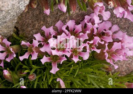 Zwerg Soapwort (Saponaria pumilio) blüht, wächst auf saurem Gestein, Schweizer Alpen, Schweiz Stockfoto