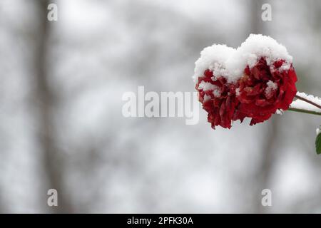 Rote Rosenblüte mit Schnee bedeckt Stockfoto