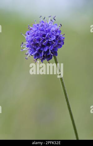 Devil's Bit (Succisa pratensis) Scabious Blume, wächst in Wildblumenwiesen, nahe Grantown-on-Spey, Morayshire, Highlands, Schottland, Vereint Stockfoto