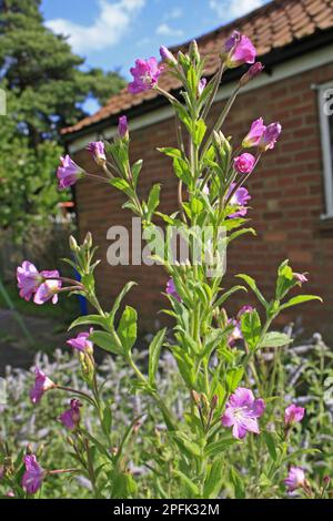 Großer Weidenhirsutb (Epilobium hirsutum), abendliche Primrose-Familie, große Weidenblüte, wächst als Unkraut im Garten, Suffolk, England, United Stockfoto