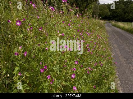 Große Willowherb (Epilobium hirsutum) Blütenmasse, wächst am Straßenrand, nahe Kingcombe, West Dorset, England, Vereinigtes Königreich Stockfoto