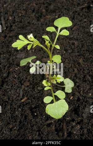 Junge Pflanze der haarigen Bitterkresse (Kardamine) hirsuta, eine jährliche Gartenkrähe Stockfoto