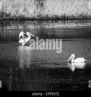 American White Pelican macht sich bereit zum Fliegen mit einem anderen Pelikan im Vorland, der sich in Schwarz und Weiß ernährt Stockfoto