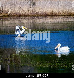 American White Pelican macht sich bereit zum Fliegen mit einem anderen Pelikan in der Fütterung. Stockfoto