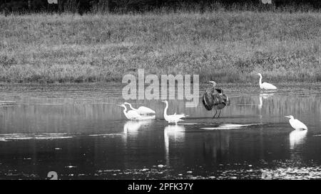 Blue Reiher Landung im Teich mit fünf Egrets Angeln an einem Sommertag in Schwarz-Weiß Stockfoto