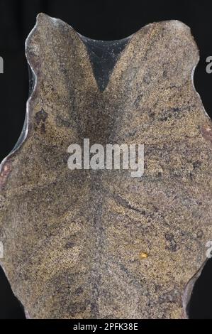 Two-Fleck- oder rote Spinnenmilbe, Tetranychus urticae, Beschädigung und Gewebebildung an den Blättern von Zierstuben (Colocasia esculenta) Stockfoto