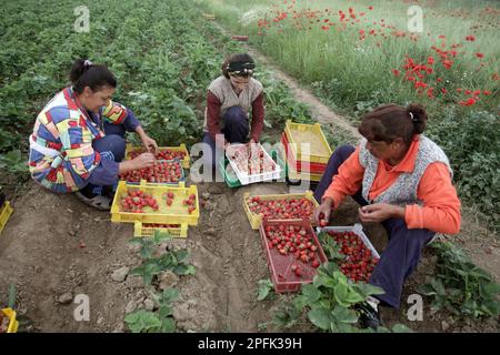 Erdbeere (Fragaria sp.) Ernte, landwirtschaftliche Arbeiterinnen, Obst pflücken und sortieren, Bulgarien Stockfoto