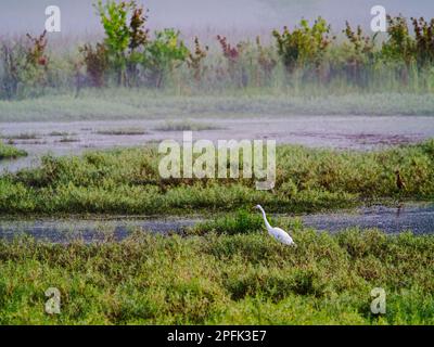 Reiher im Nebel mit grünen Teichen Stockfoto