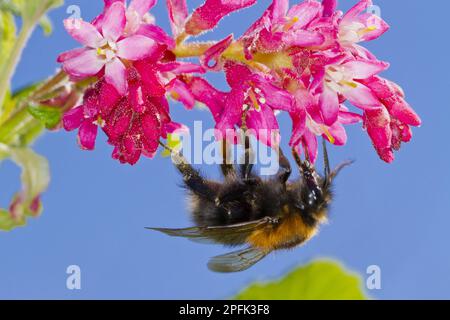 Baumhummelkönigin (Bombus hypnorum), ernähren sich von roter blühender Johannisbeere (Ribes sanguineum) im Garten, Powys, Wales, Vereinigtes Königreich Stockfoto