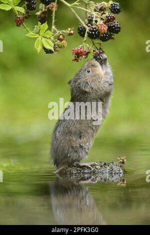 Europäische Wasservole (Arvicola amphibius), Erwachsene, Fütterung von Brombeere (Rubus fruticosus) des Bromble-Busches, Kent, England, Vereinigtes Königreich Stockfoto