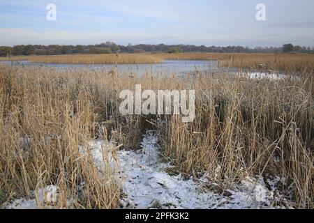 Seezunge (Phragmites australis), schneebedeckter Schilf-Lebensraum und gefrorene Landschaft, im Flusstal fen, Redgrave und Lopham Fen N. R. Stockfoto