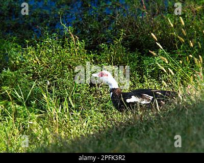 Mama Duck schaut rüber zu Wasser und Unkraut im Teich Stockfoto